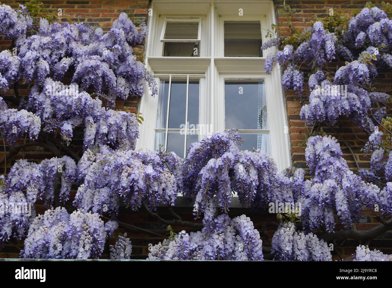 Die Glyzinie wächst um ein Fenster herum Stockfoto