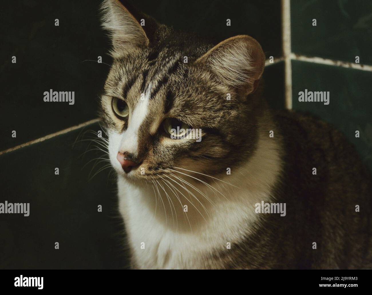 Porträt einer nachdenklichen sitzenden Katze, die seitwärts schaut Stockfoto