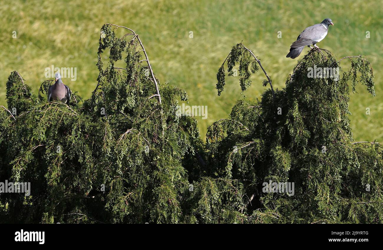 Ein Paar gewöhnlicher Holztauben oder gewöhnlicher Holztauben (Columba palumbus) Stockfoto