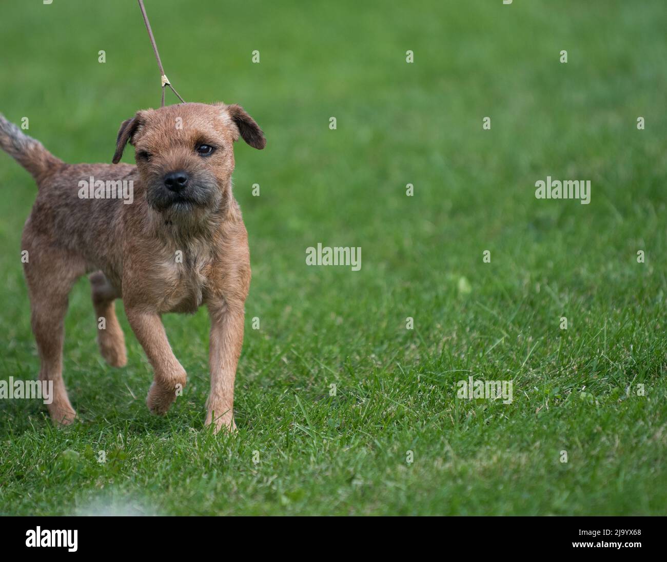 Tiny Border Terrier, der auf dem Gras bei einer Hundeausstellung läuft Stockfoto