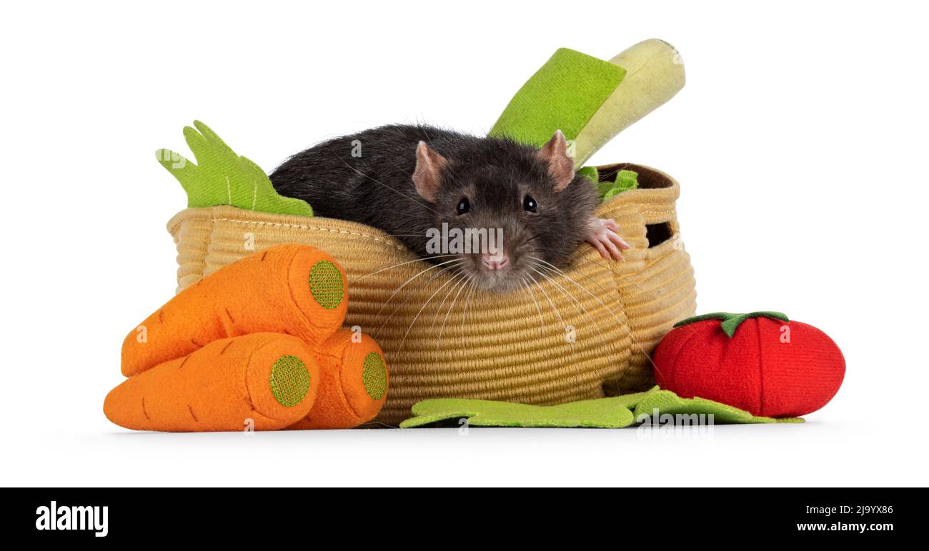 Niedliche dunkelbraune Hausratte, die in einem Spielzeugkorb mit Gemüse aus Filz sitzt. Blick auf die Kamera mit beady Augen. Isoliert auf weißem Hintergrund. Stockfoto