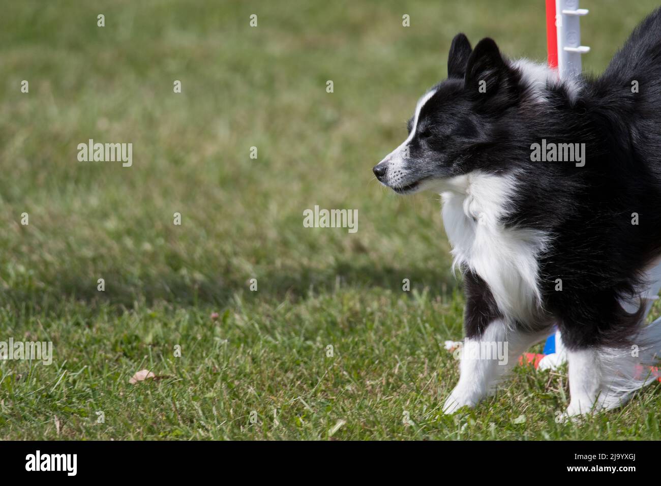 Border Collie räumt beim Agility-Wettbewerb auf einer Hundeschau eine Hürde auf Stockfoto