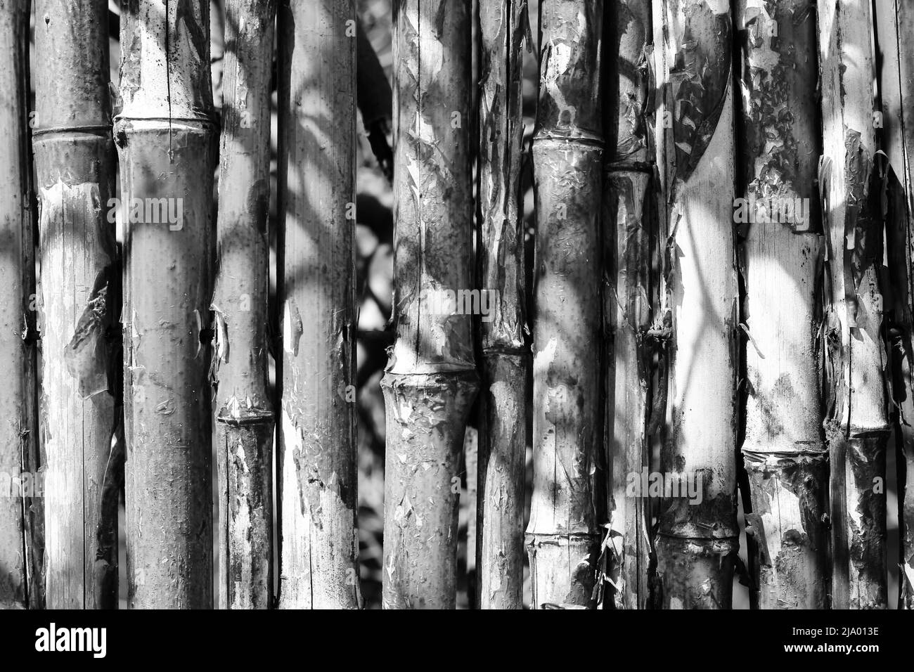 Privater Zaun aus Bambussprossen, vertikal in Schwarz und Weiß ausgekleidet. Stockfoto