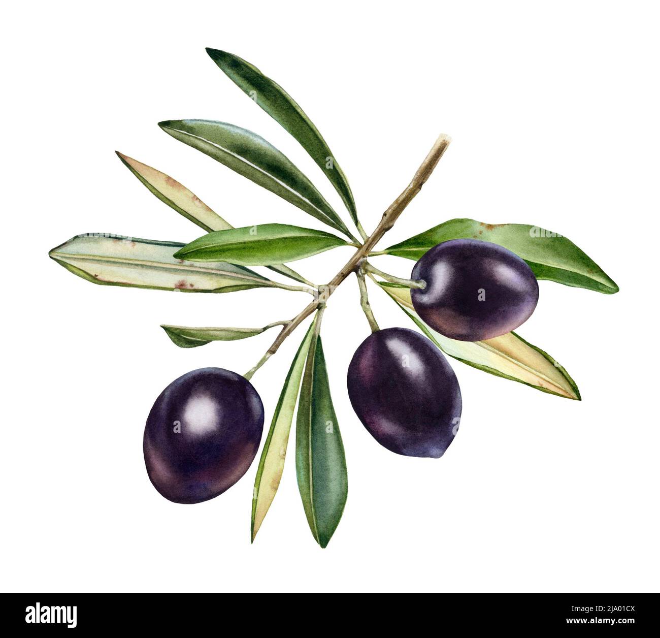 Aquarell Olivenzweig. Reife schwarze Früchte mit Blättern. Realistische Malerei mit frischen Oliven. Botanische Abbildung auf weiß. Handgezeichnete leckere Speisen Stockfoto