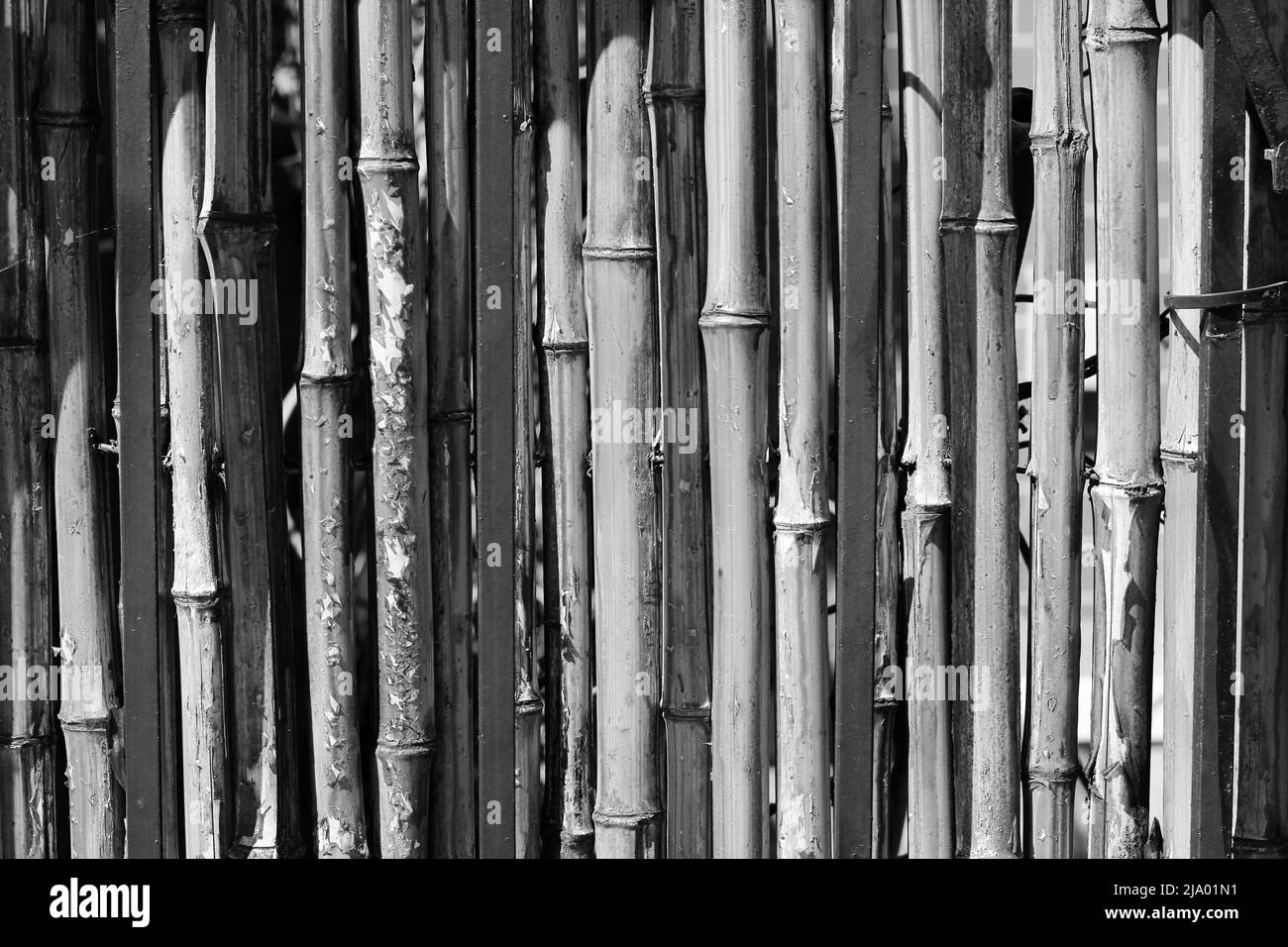 Privater Zaun aus Bambussprossen, vertikal in Schwarz und Weiß ausgekleidet. Stockfoto