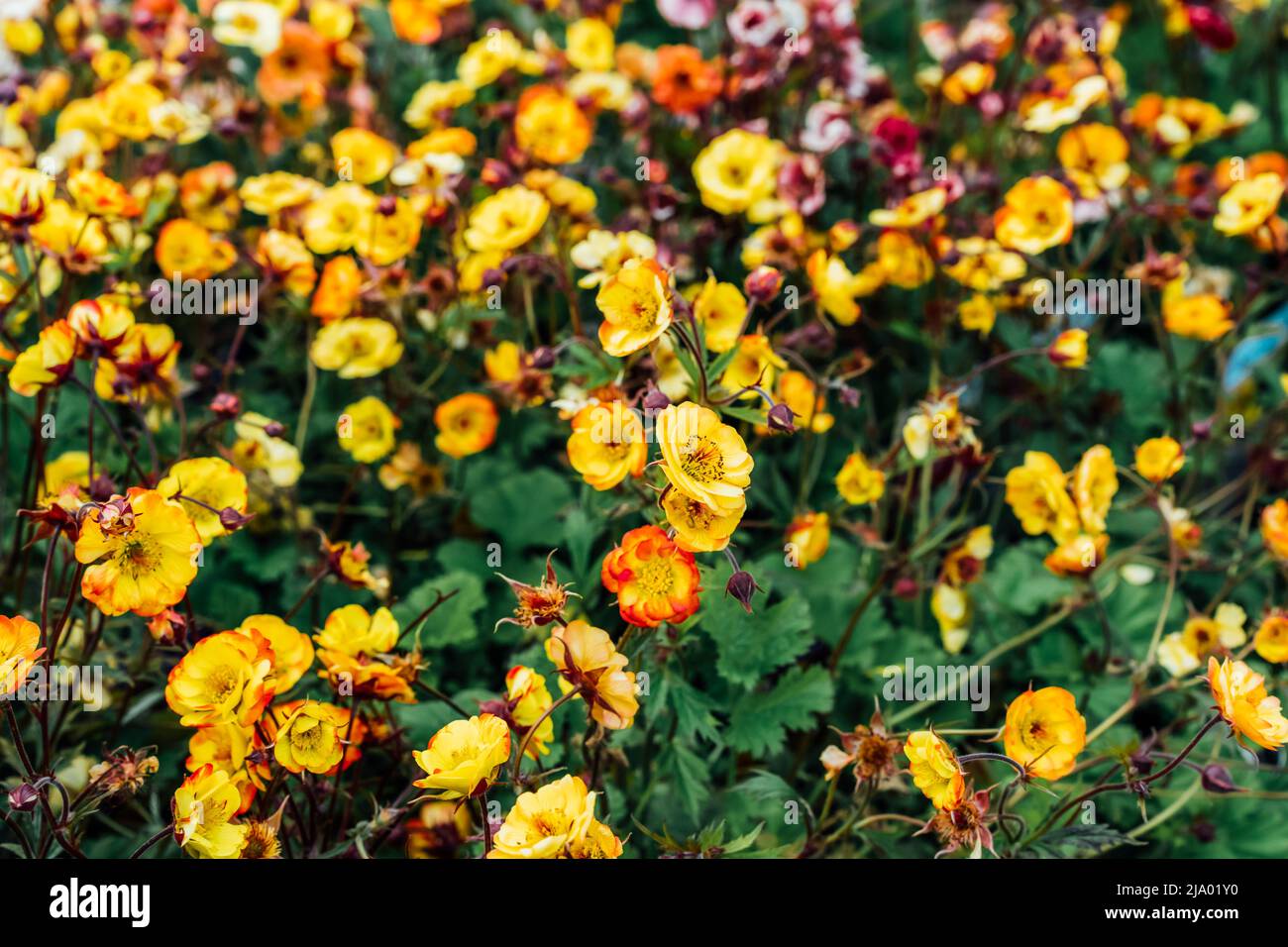 Gelbe Geum Blumen im Garten oder Park, Gartencenter. Ideen für Gartenarbeit und Pflanzung in einer neuen Saison. Floraler Hintergrund. Selektiver Fokus, Kopierbereich Stockfoto
