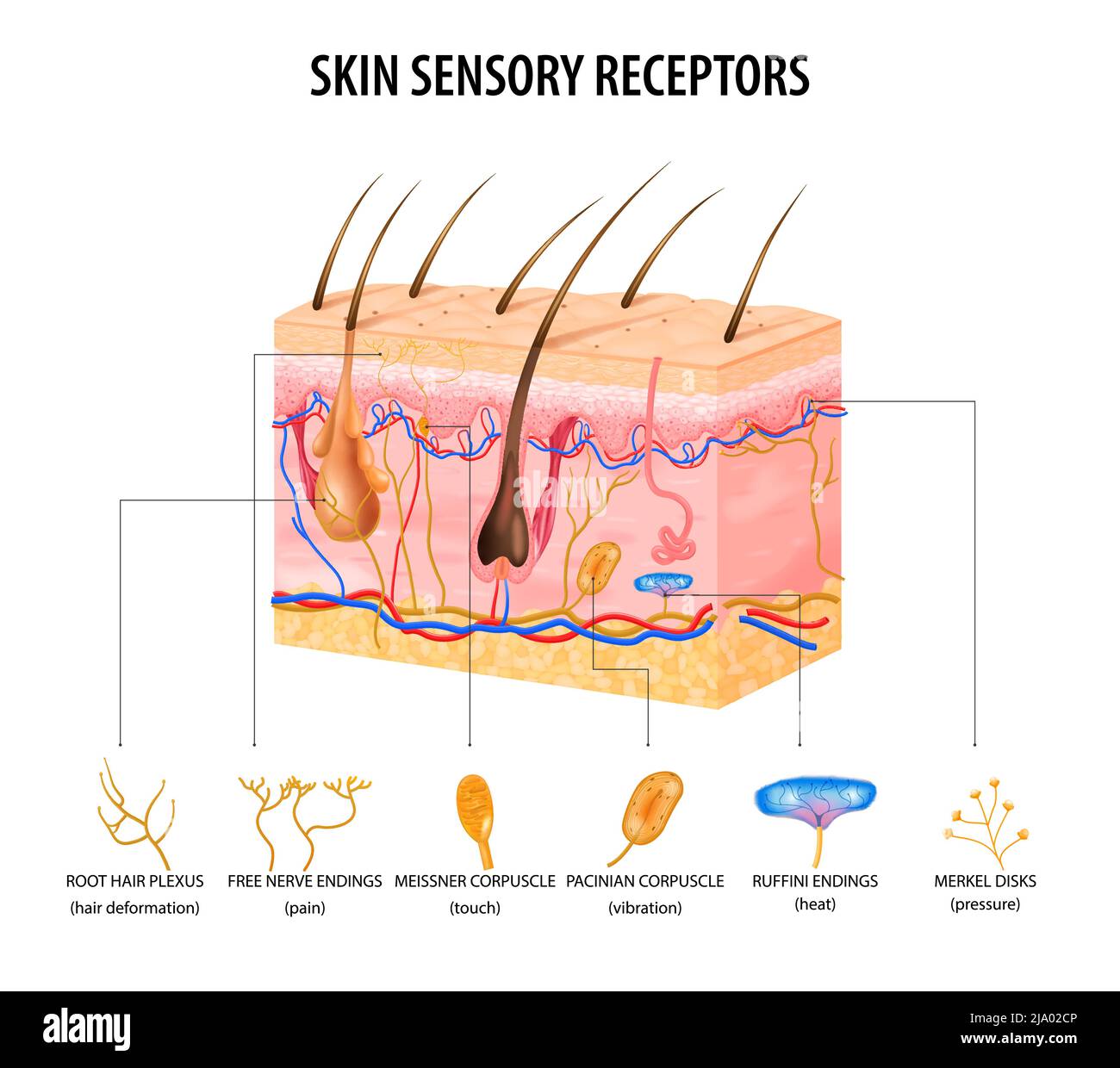 Konzept der sensorischen Rezeptoren der Haut mit Darstellung des flachen Vektors von Nerven und Haaren Stock Vektor