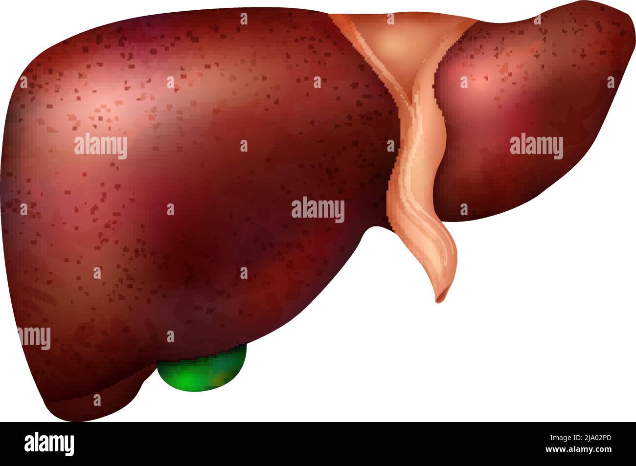 Realistische Zusammensetzung der Anatomie der menschlichen inneren Organe mit isolierter Darstellung des Lebervektors Stock Vektor