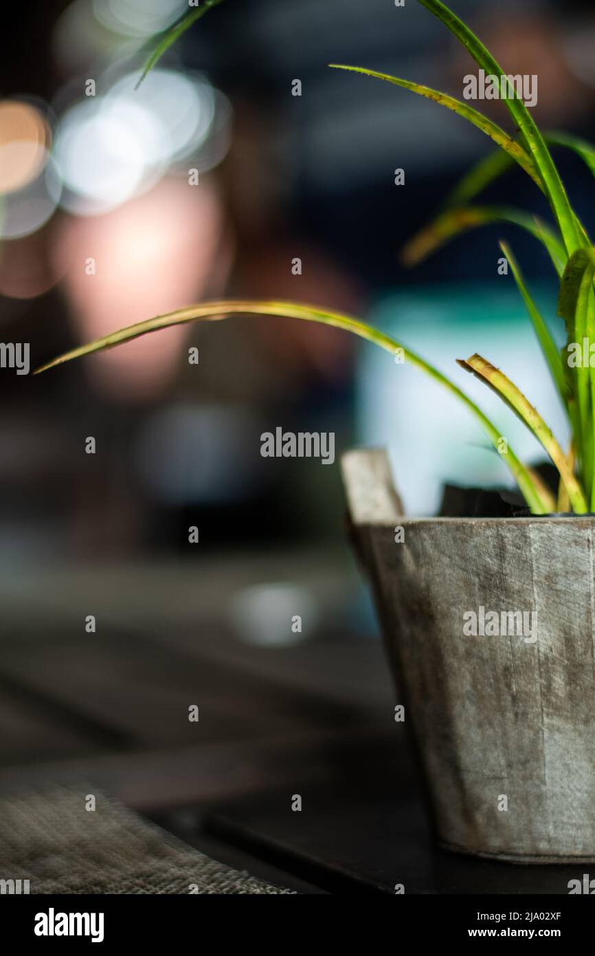 Eine grüne Pflanze in einer kleinen Vase auf einem schönen verschwommenen Hintergrund. Stockfoto