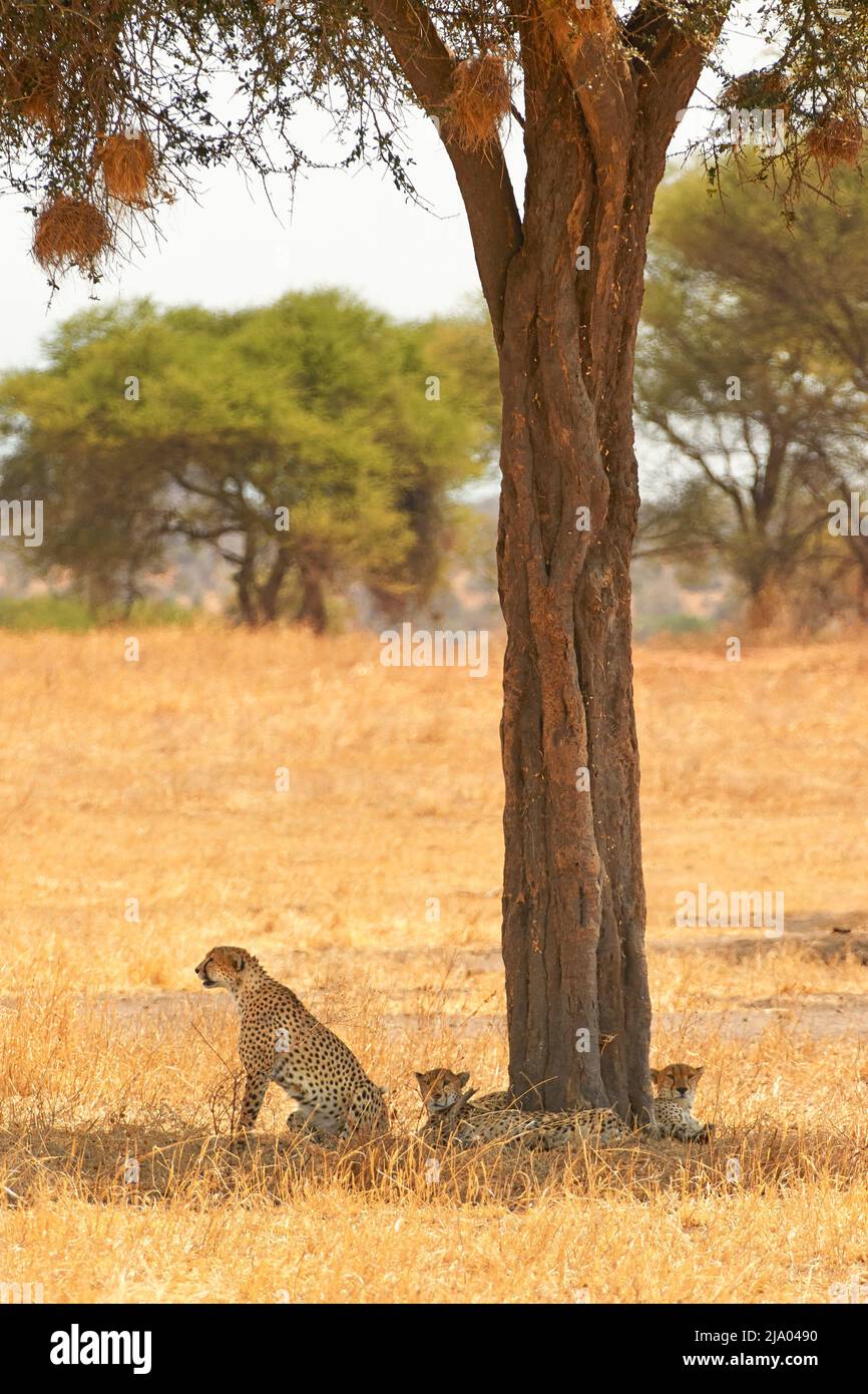 Gepard-Wildkatze unter einem Baum im Central Serengeti National Park, Tansania, Afrika. Stockfoto