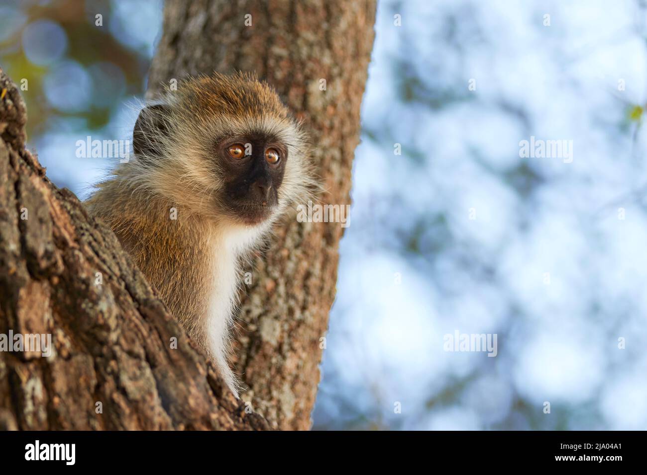 Ein Vervet-Affe (Chlorocebus pygerythrus), Central Serengeti National Park, Tansania, Afrika. Stockfoto