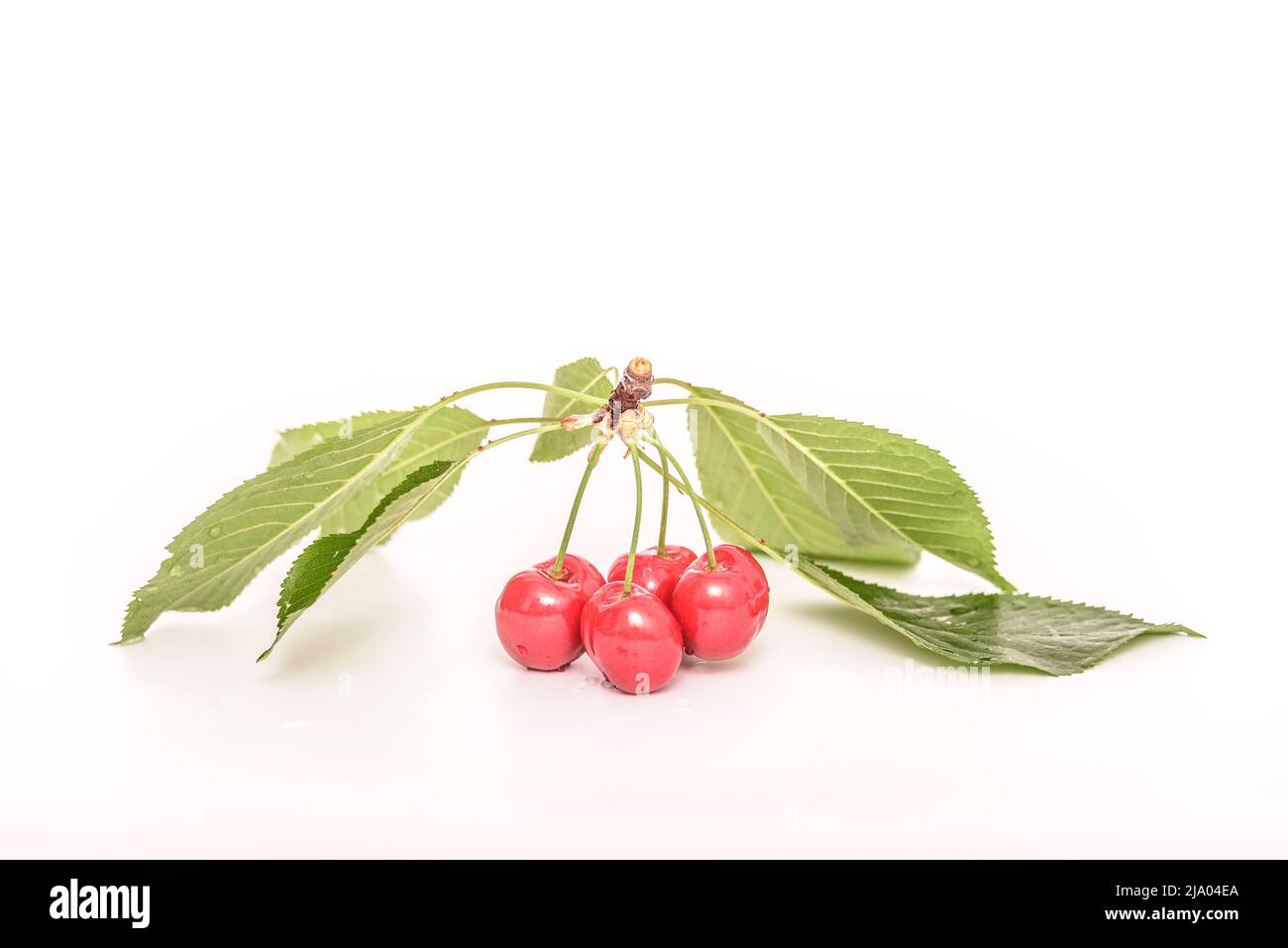 Cherry isoliert. Kirschrot auf Weiß. Kirschen. Mit Beschneidungspfad. Stockfoto