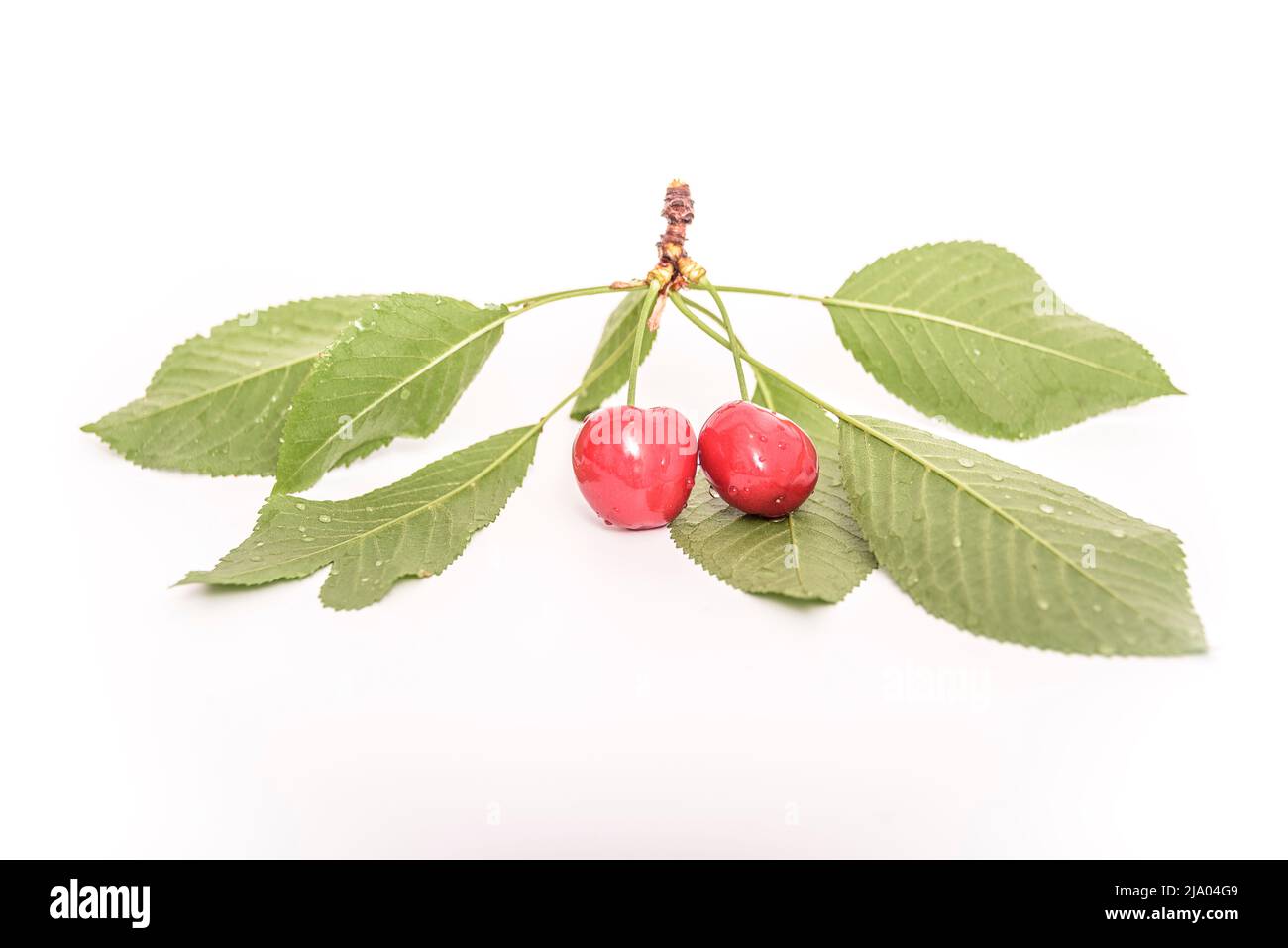 Frische Kirschfrucht auf weißem Hintergrund. Stockfoto