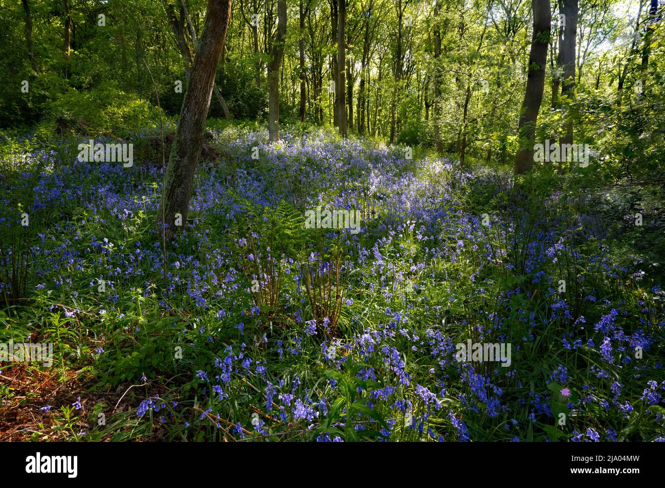 Bluebells in einem Wald in Nord-Wales, Großbritannien. Stockfoto