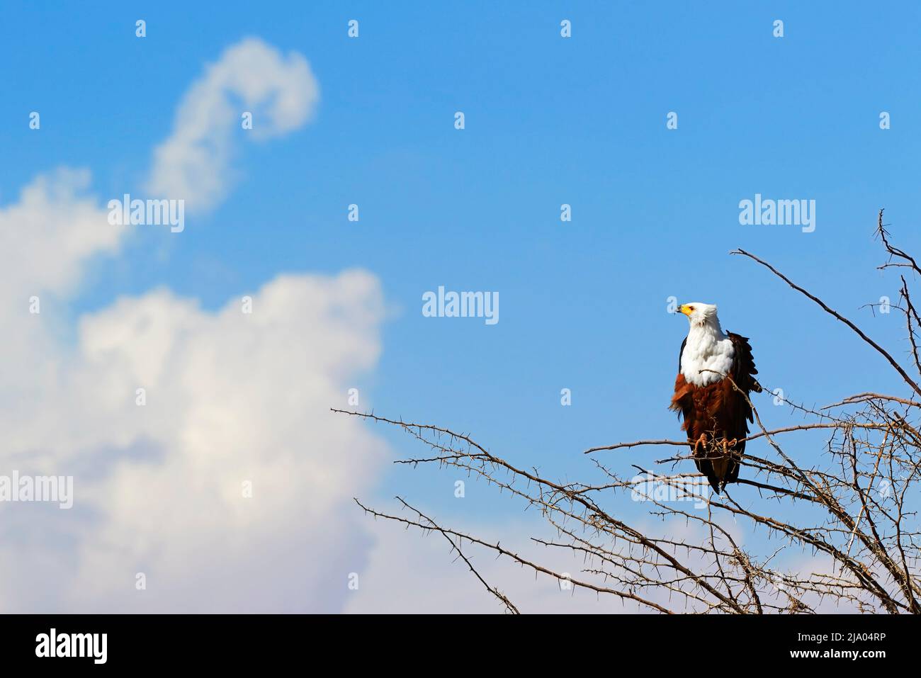 Afrikanischer Fischadler (Haliaeetus vocifer) auf einem Baum im Manyarasee, Tansania, Afrika. Stockfoto