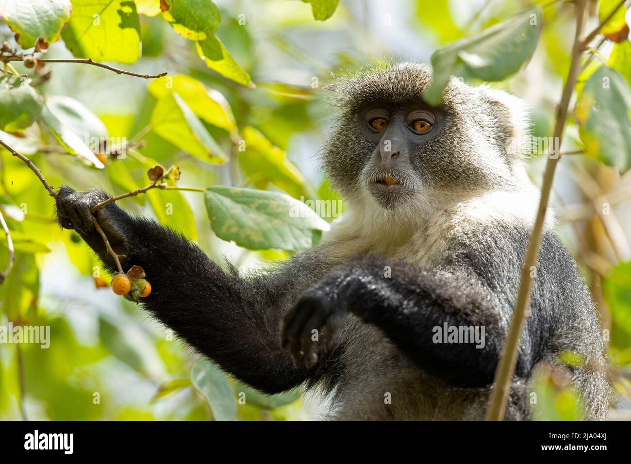 Der Affe von Sykes (Cercopithecus albogularis) ernährt sich von den Früchten des Baumes. Stockfoto