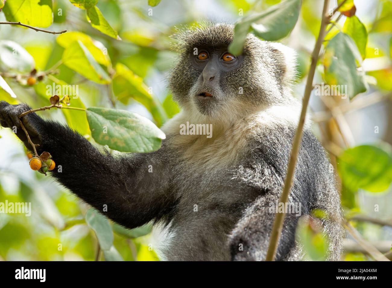 Der Affe von Sykes (Cercopithecus albogularis) ernährt sich von den Früchten des Baumes. Stockfoto