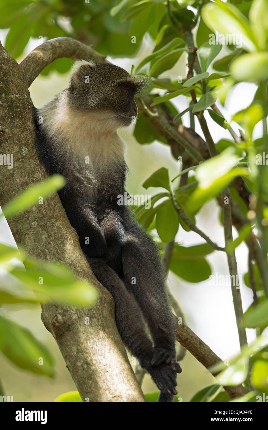 Der Affe von Sykes (Cercopithecus albogularis) ernährt sich von den Früchten des Baumes. Stockfoto