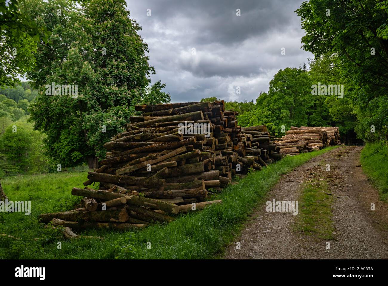 Gwysaney Anwesen Waldweg in der Nähe der großen Wald, Flintshire North Wales Großbritannien. Stockfoto