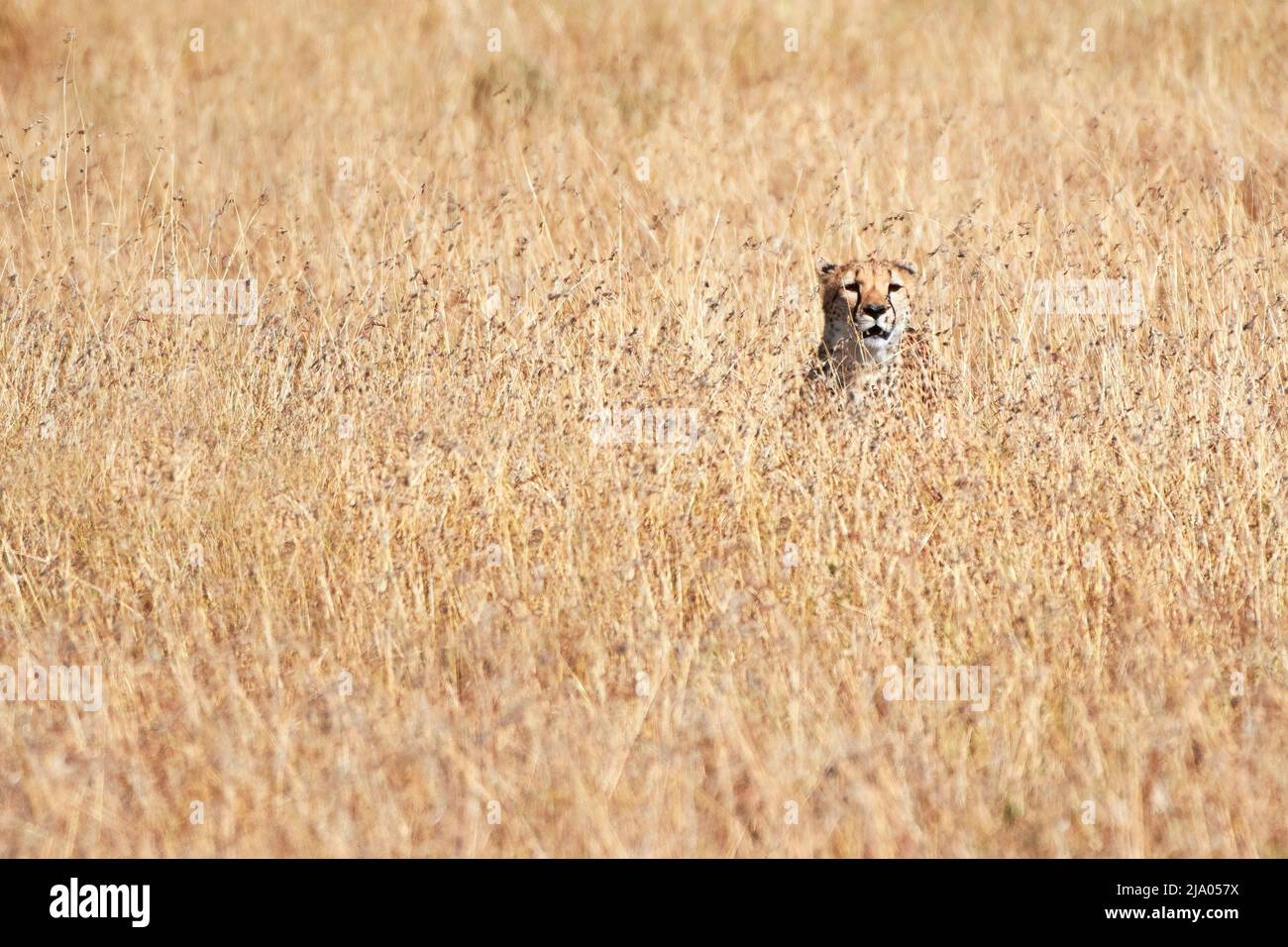 Eine wilde Gepardenkatze, getarnt im Grasland des Central Serengeti Nationalparks, Tansania, Afrika. Stockfoto