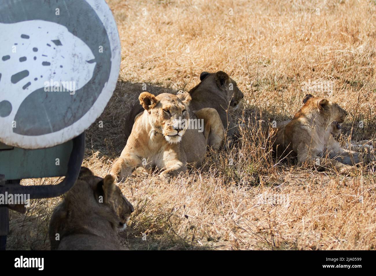Eine Gruppe weiblicher Löwen liegt auf dem Gras neben einem Safari-Fahrzeug im Central Serengeti National Park, Tansania, Afrika. Stockfoto
