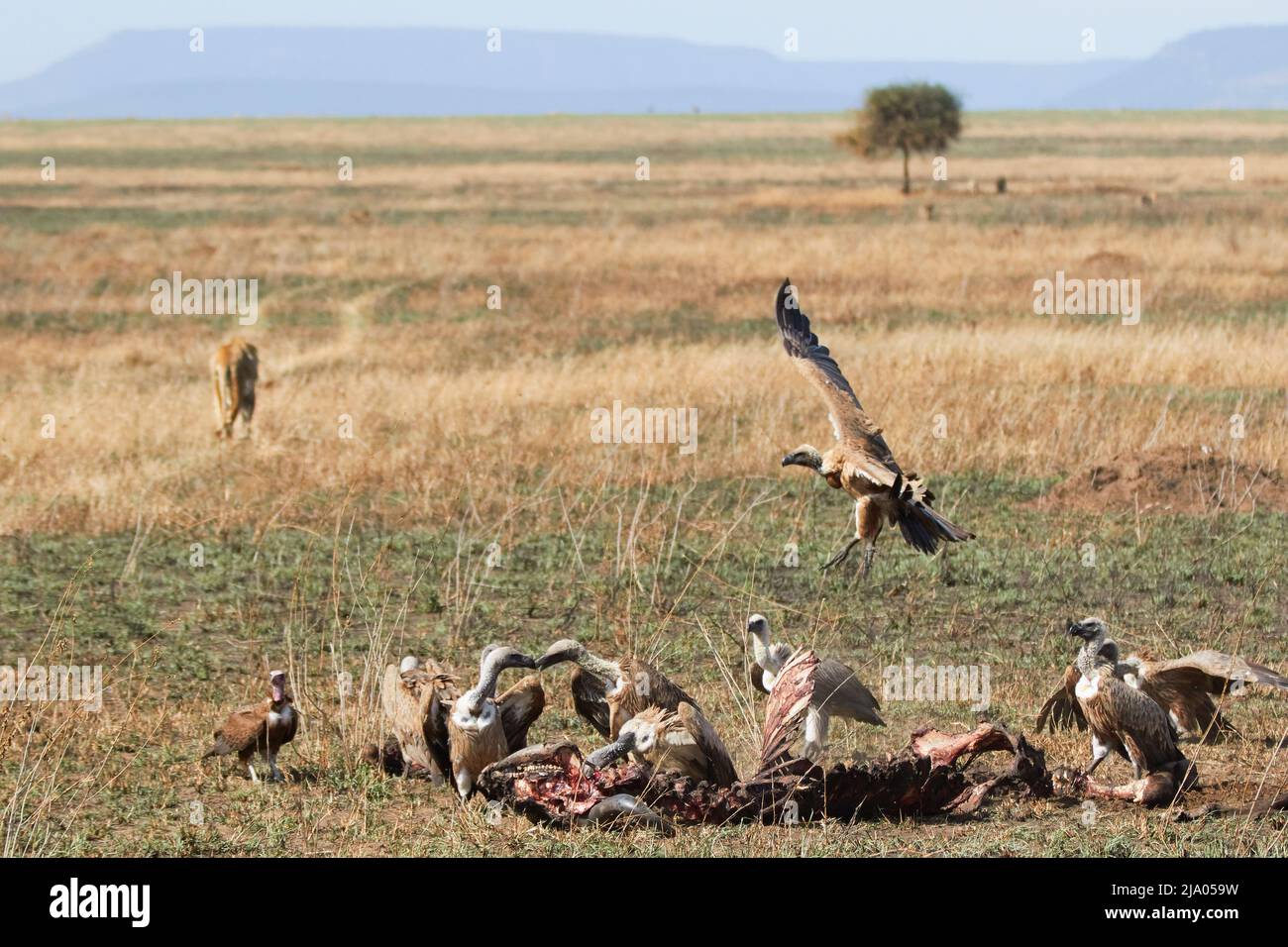 Eine Gruppe von Kondoren genießt die Kadaver eines Tieres, das von einem weiblichen Löwen im Central Serengeti National Park, Tansania, Afrika, hinterlassen wurde. Stockfoto