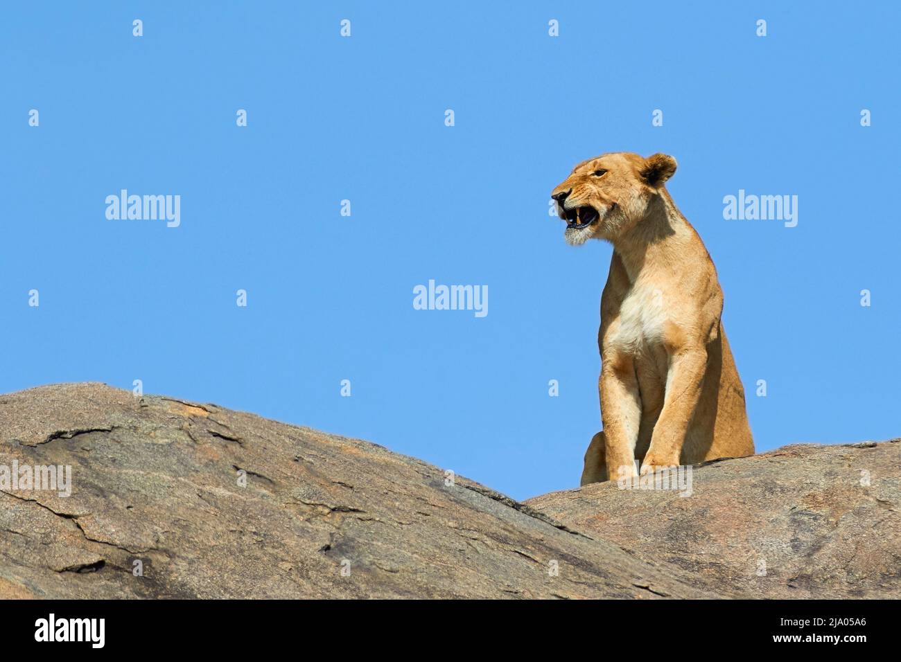 Eine Löwin auf einem Felsen im Central Serengeti National Park, Tansania, Afrika. Stockfoto