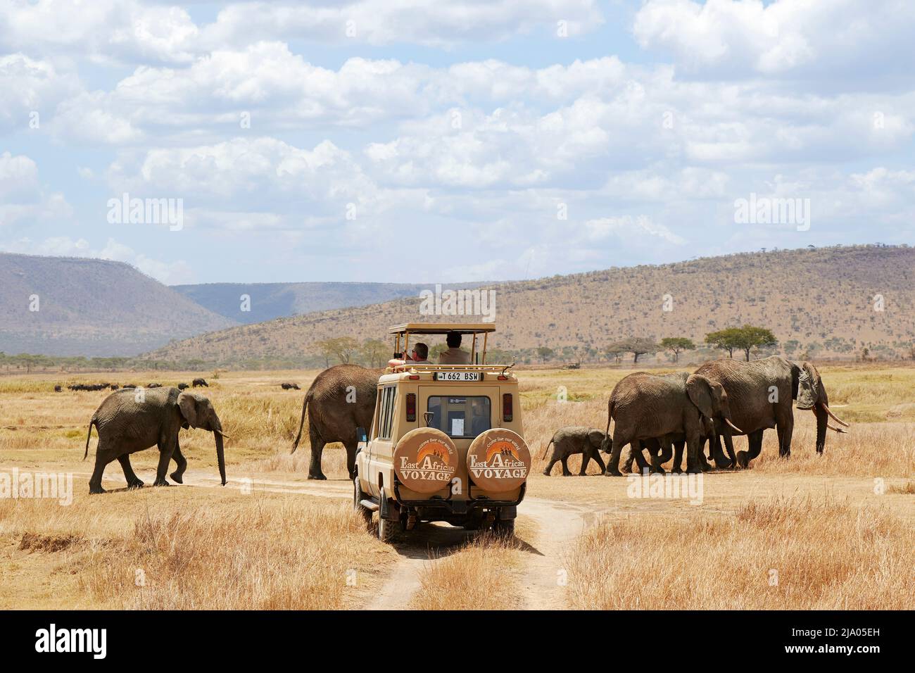 Ein Geländewagen im Geländewagen wartet auf eine Gruppe von Elefanten, die die Straße überqueren, im Central Serengeti National Park, Tansania, Afrika. Stockfoto
