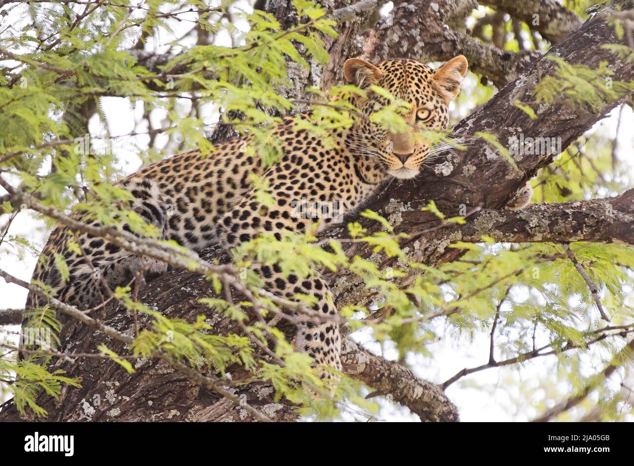 Ein afrikanischer Leopard (Panthera pardus), der auf einem Baum im Central Serengeti National Park, Tansania, Afrika, liegt. Stockfoto
