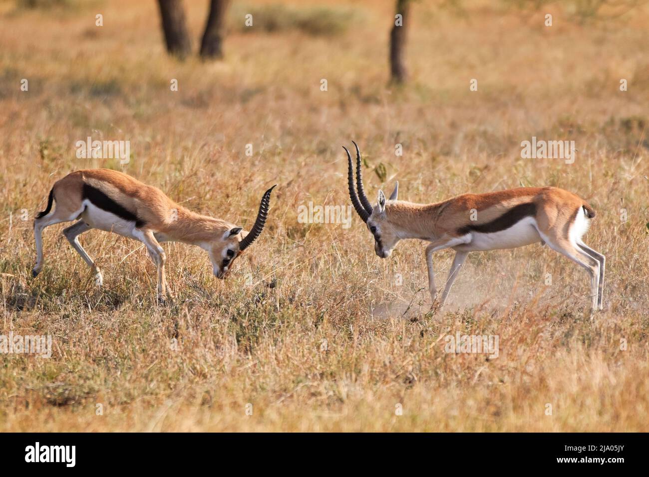 Kämpfe zwischen zwei Thomsons Gazelle, Central Serengeti National Park, Tansania, Afrika. Stockfoto