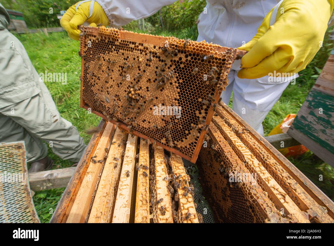 Bienenhalter, die Bienenstock auf Faulbrut-Krankheit untersuchen, Südwales, Großbritannien Stockfoto