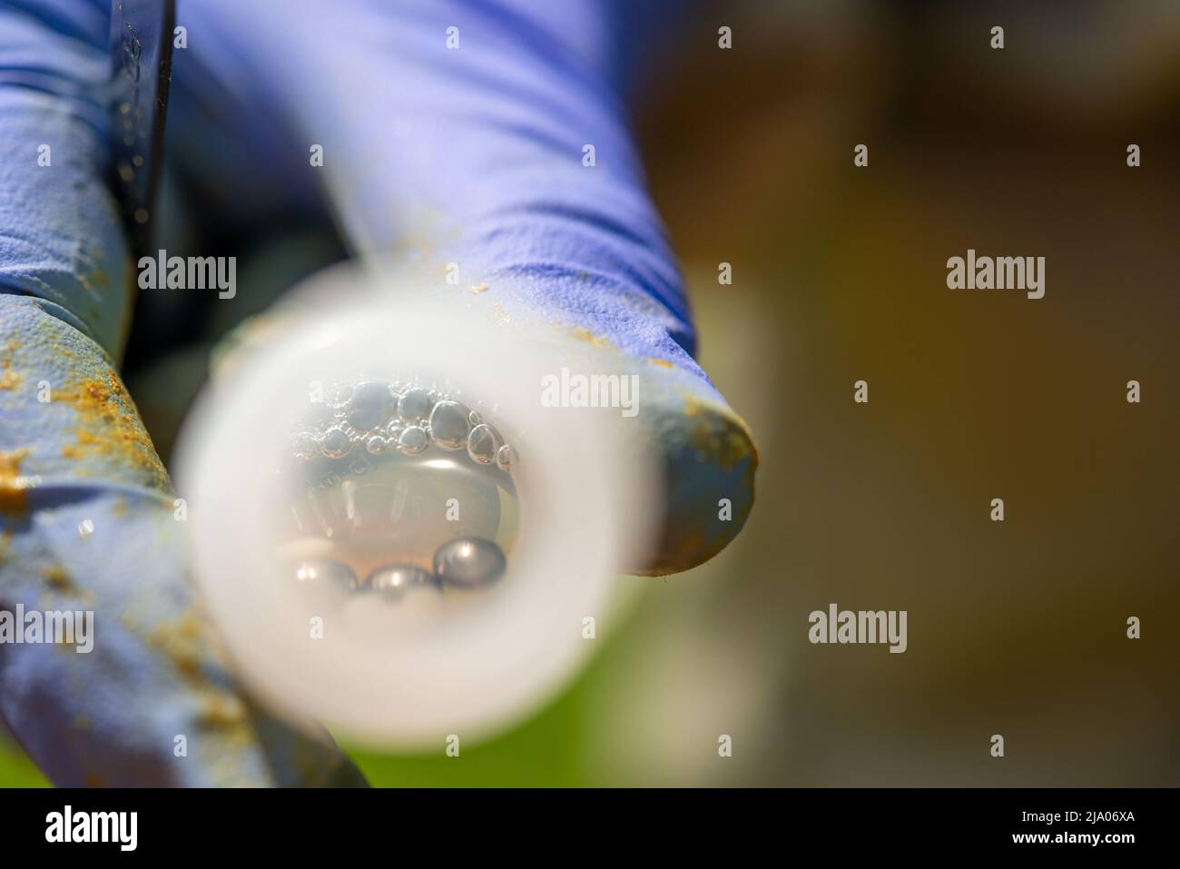 Bienenhalter extrahiert Larve zur Verwendung in der Vita-Foulbrood-Diagnosetestausrüstung für die europäische Foulbrood-Krankheit, South Wales, Großbritannien Stockfoto