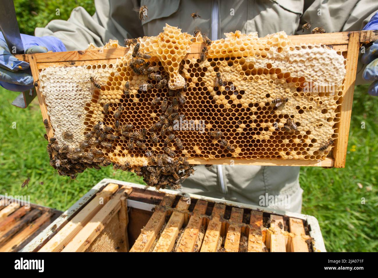 Bienenhalter, die Bienenstock auf Faulbrut-Krankheit untersuchen, Südwales, Großbritannien Stockfoto