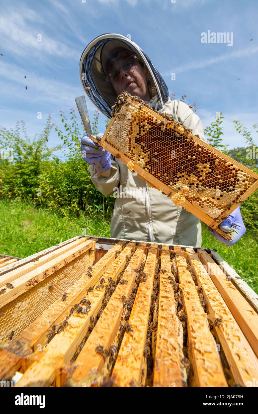 Bienenhalter, die Bienenstock auf Faulbrut-Krankheit untersuchen, Südwales, Großbritannien Stockfoto