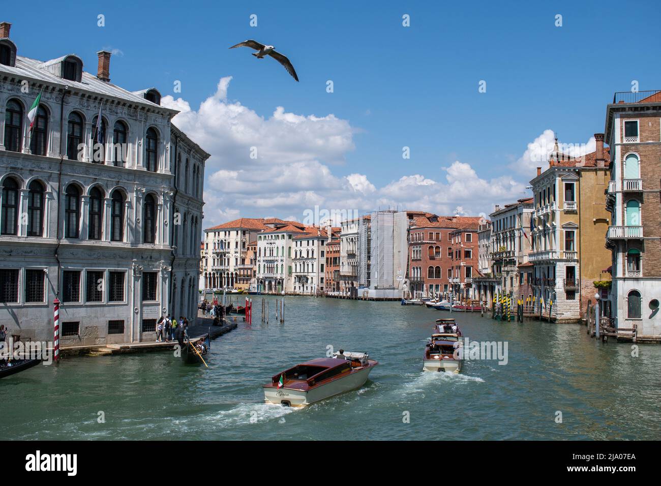 Eine Möwe fliegt über Boote auf dem Canal Grande in Venedig, Italien Stockfoto