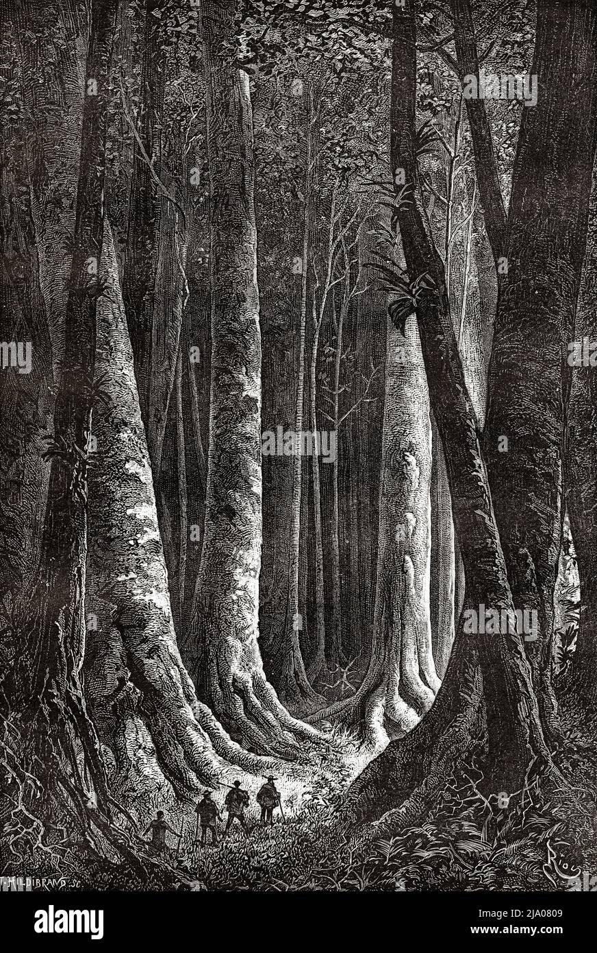Die großen Wälder, Französisch-Guayana, Departement von Frankreich, Südamerika. Entdeckungsreise im Inneren der Guianas 1877 von Jules Crevaux. Le Tour du Monde 1879 Stockfoto