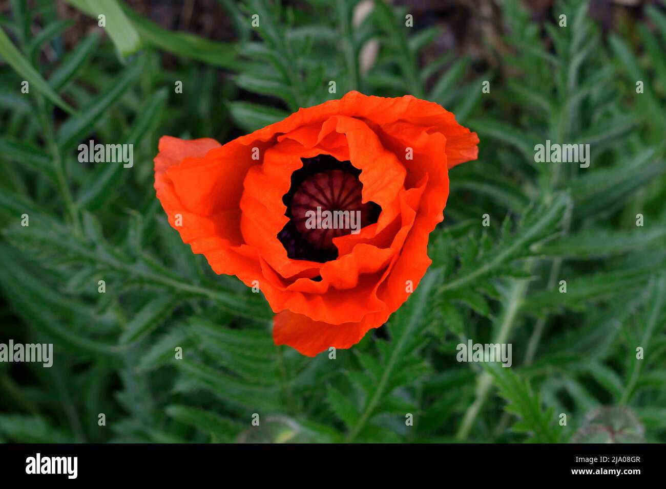 Rote Mohnblume auf grünem Hintergrund kontrastreiche Farben. Selektiver Fokus Stockfoto