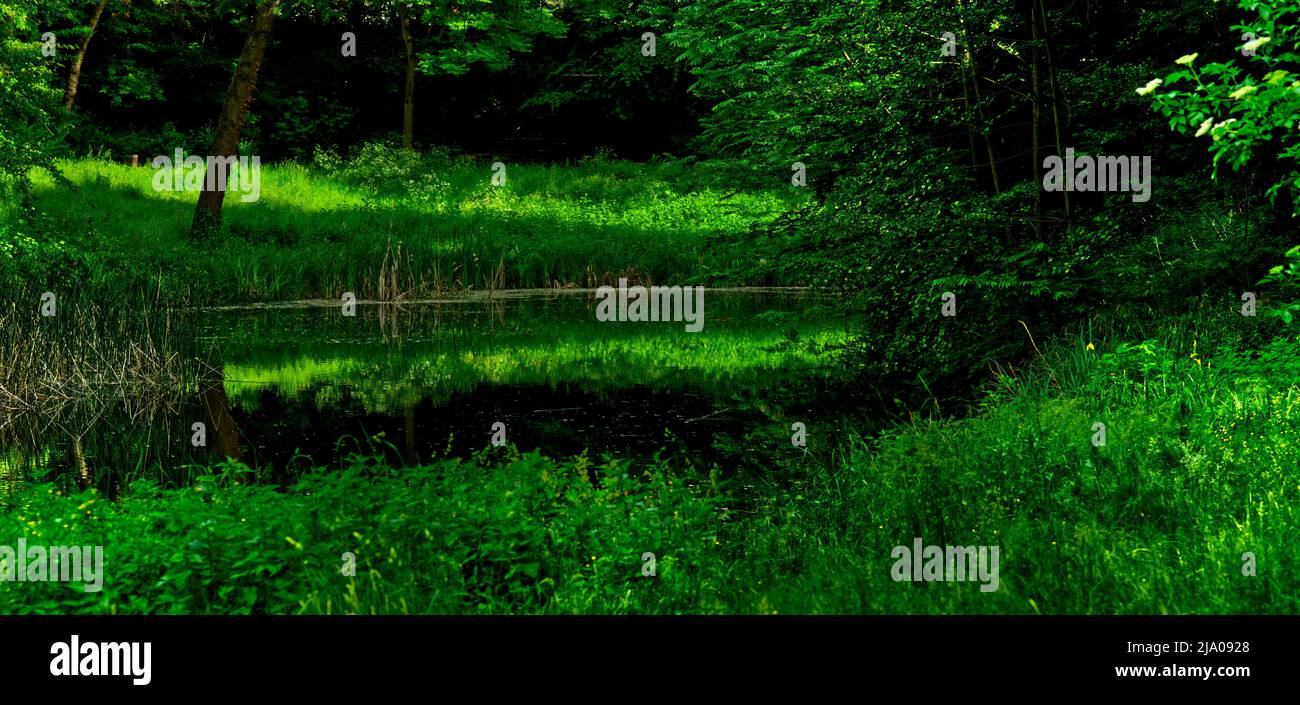Schönes Landschaftspanorama in grünen Farben an einem Teich Stockfoto