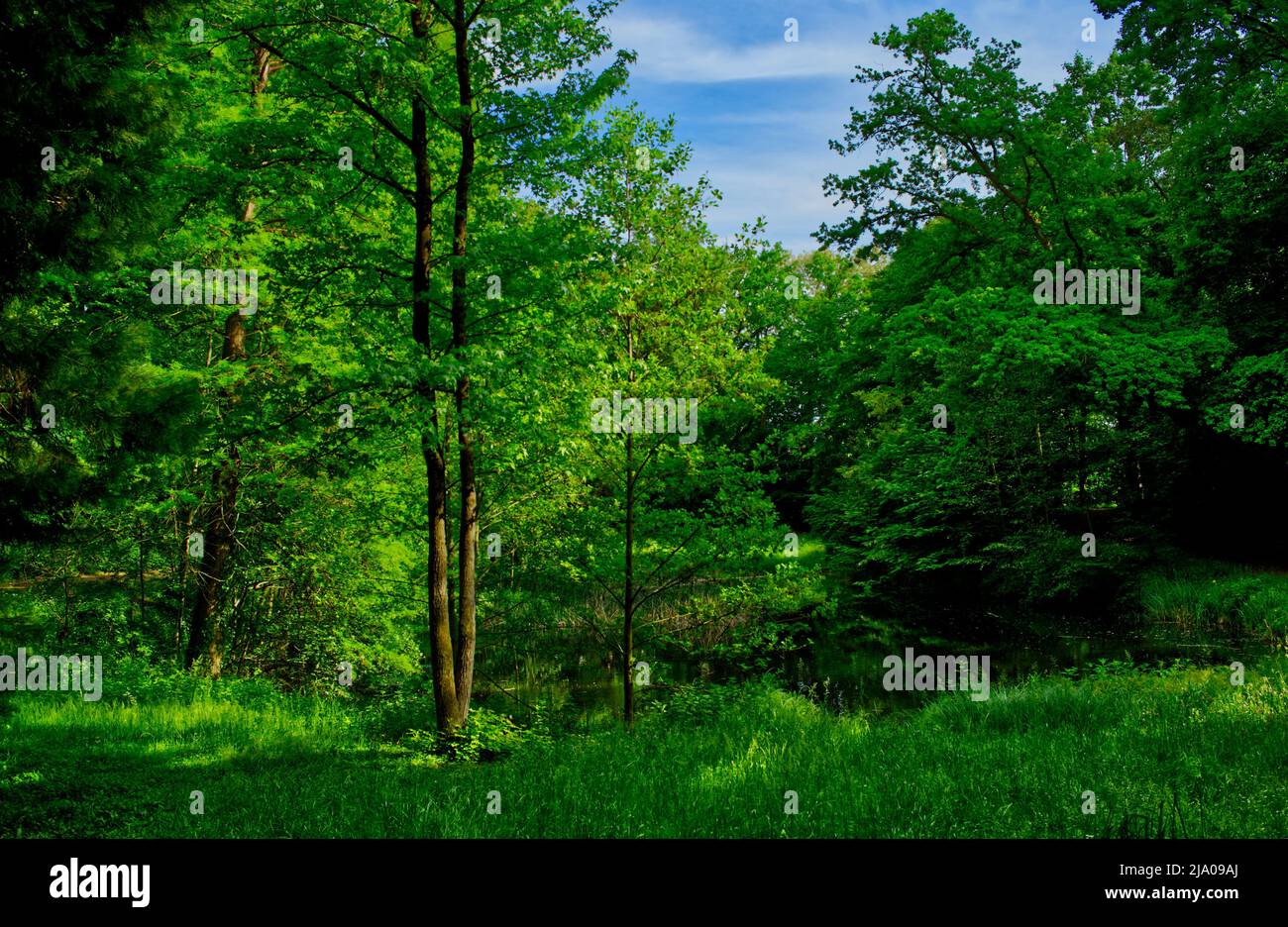 Ein schöner Ort in der grünen Natur an einem Teich Stockfoto