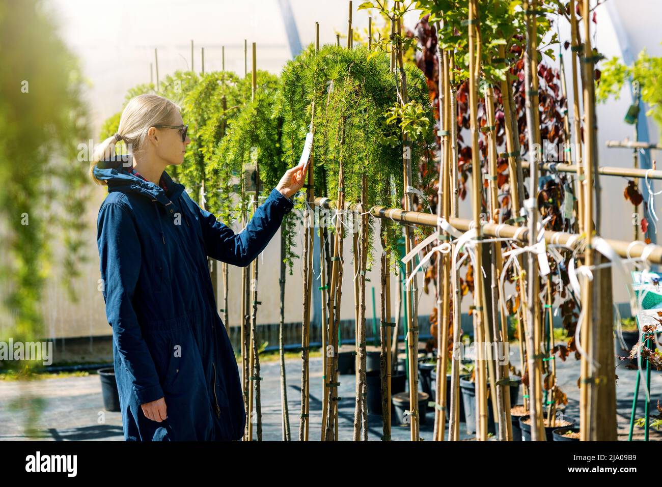 Frau, die Ziergartenbaum im Pflanzenkindergarten wählt Stockfoto