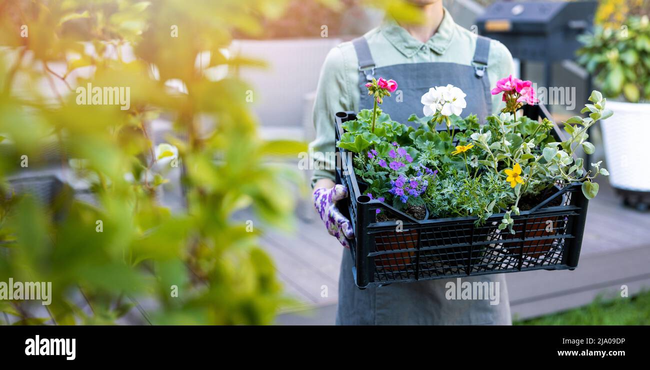 Frau hält Kiste mit bunten Sommerblumen. Gartenarbeit. Banner Stockfoto