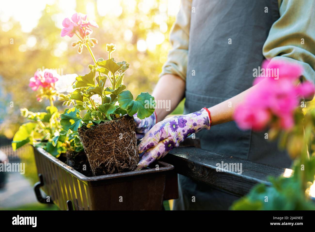 Frau, die Geranienblumen in eine Balkonkiste pflanzt Stockfoto
