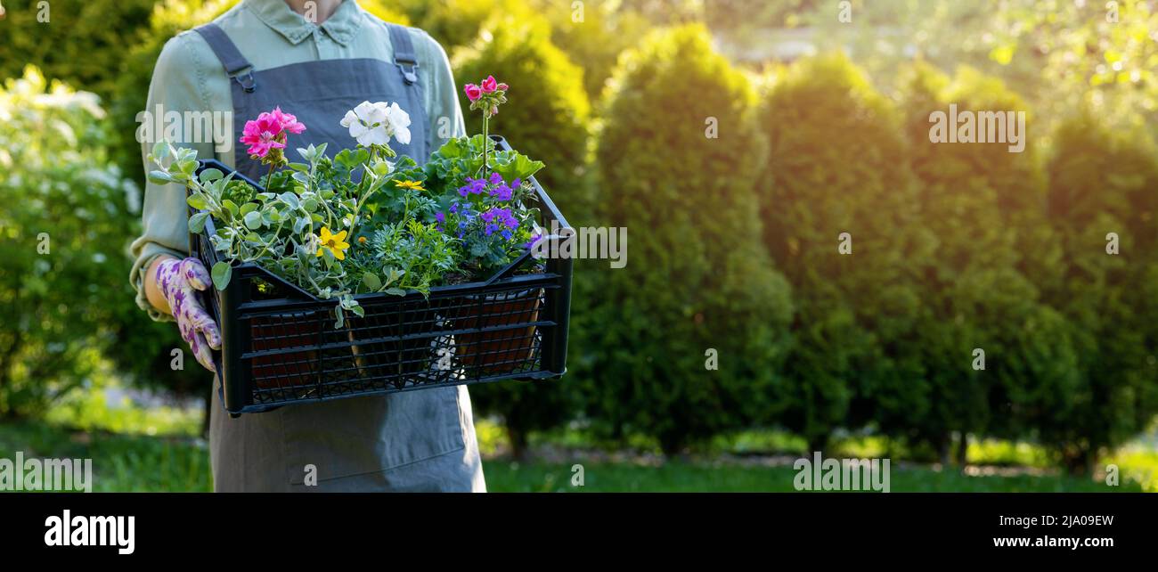 Frau, die Box mit einer Mischung aus bunten Gartenblumen hält. Banner mit Platz zum Kopieren Stockfoto