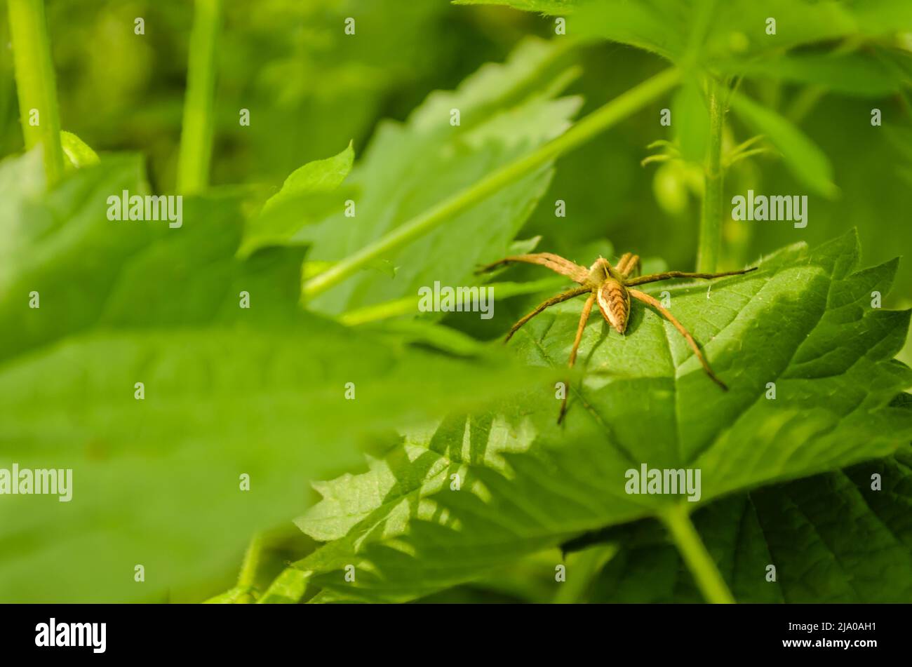 Spinne, die an ihrem Spinnennetz hängt. Verschwommener Hintergrund mit grünen Pflanzen. Stockfoto