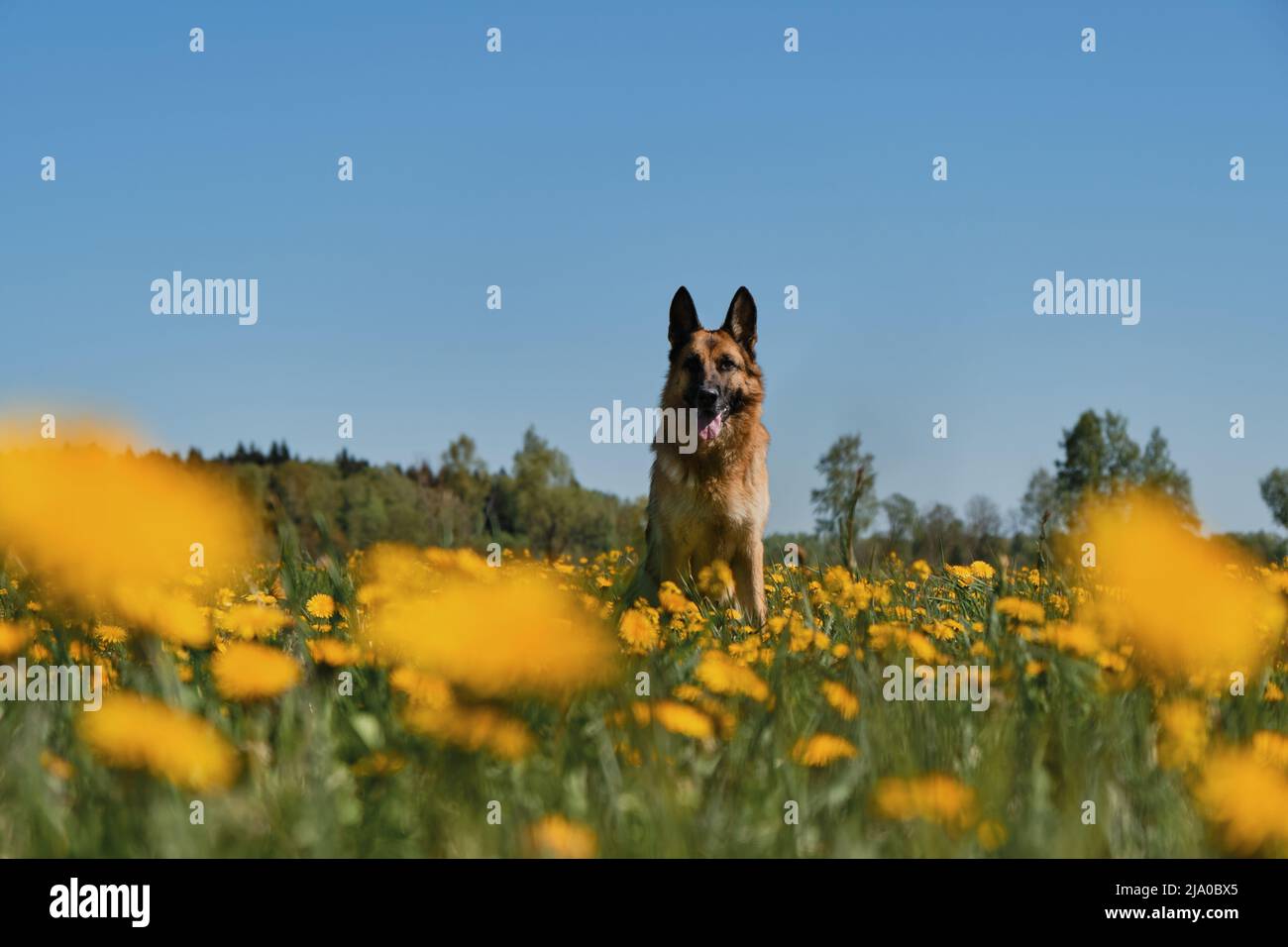 Junger Deutscher Schäferhund sitzt im Feld der gelben Dandelionen auf dem Land und posiert vor dem Hintergrund des klaren blauen Himmels am sonnigen Frühlingstag. Vollblut d Stockfoto