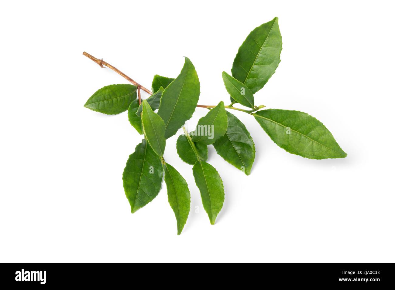 Zweig einer Teepflanze, Camellia sinensis, isoliert auf weißem Hintergrund Stockfoto