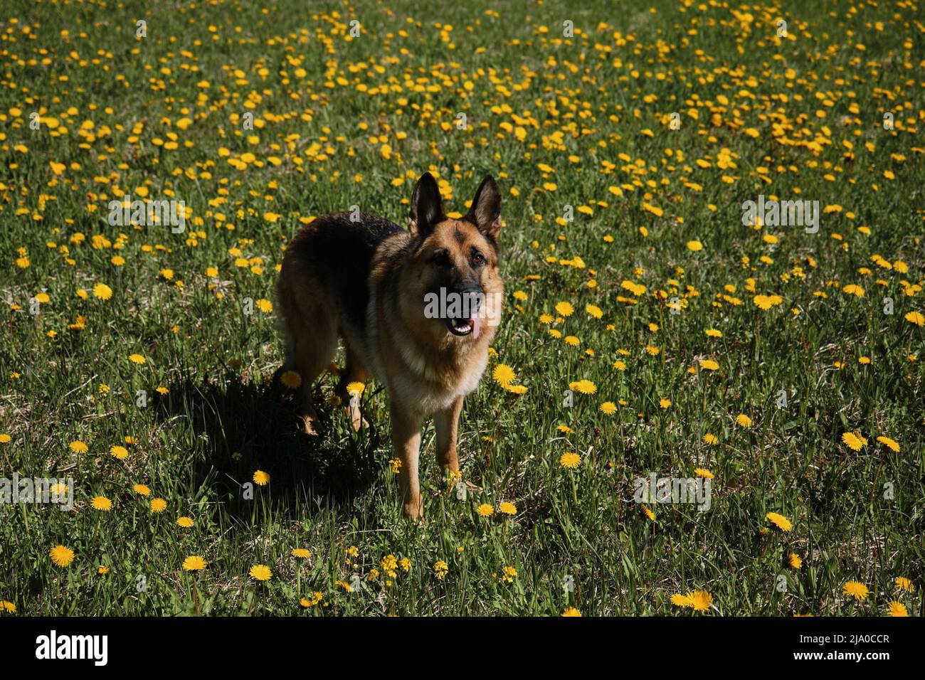 Deutscher Schäferhund steht im Feld der gelben Dandelionen am sonnigen Frühlingstag und Posen. Vollblut Haushund zwischen Wildblumen. Blick von oben. Stockfoto