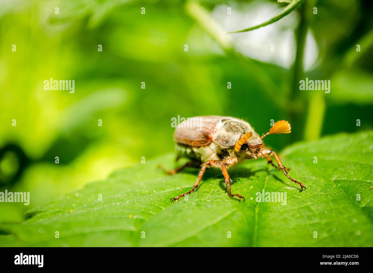 Gewöhnlicher Kakadus Melolontha melolontha, bekannt als Maiwanze oder Doodlebug. Europäische Käferpest im Sommer. Stockfoto