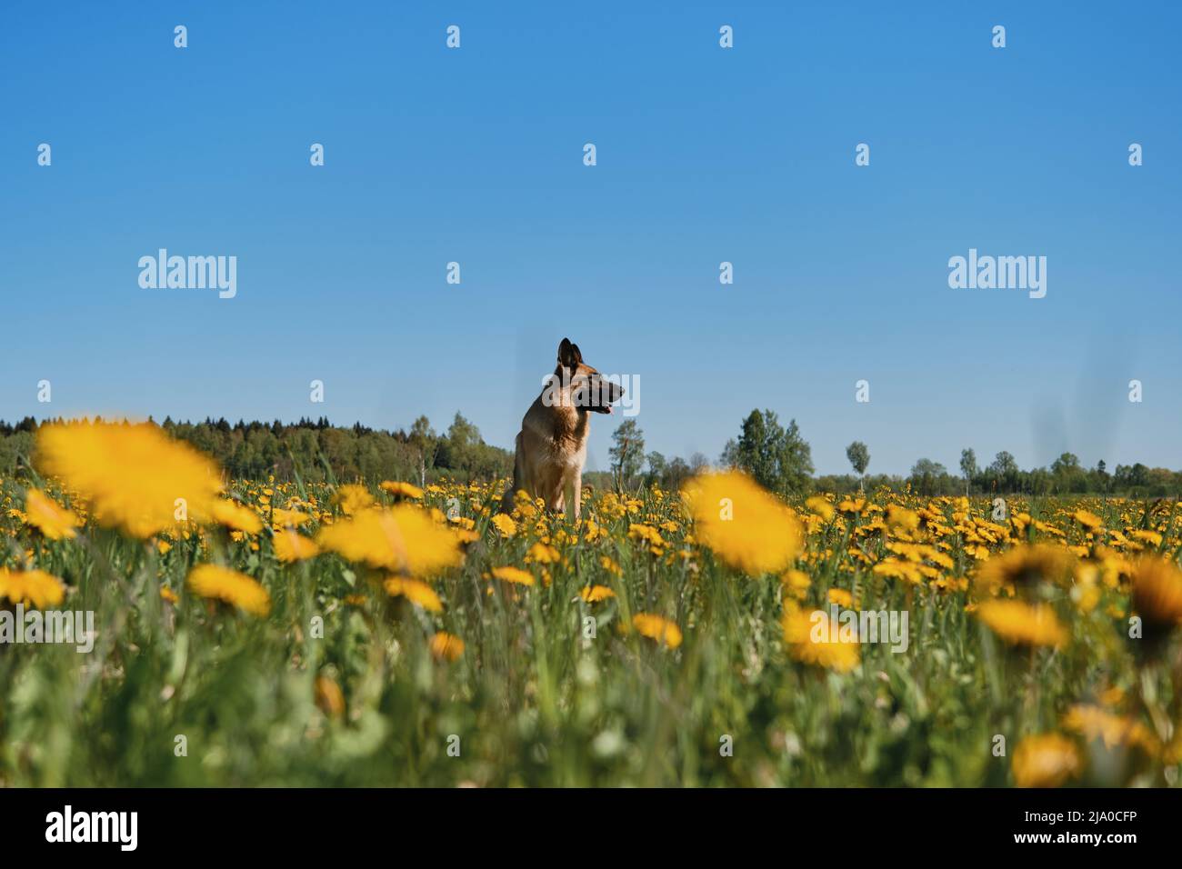 Junger Deutscher Schäferhund sitzt im Feld der gelben Dandelionen auf dem Land und posiert vor dem Hintergrund des klaren blauen Himmels am sonnigen Frühlingstag. Vollblut d Stockfoto