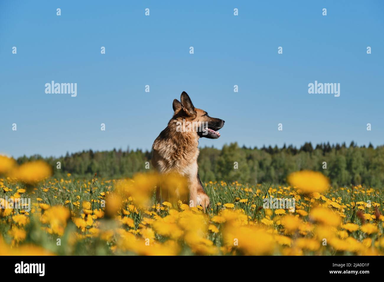 Junger Deutscher Schäferhund sitzt im Feld der gelben Dandelionen auf dem Land und posiert vor dem Hintergrund des klaren blauen Himmels am sonnigen Frühlingstag. Vollblut d Stockfoto